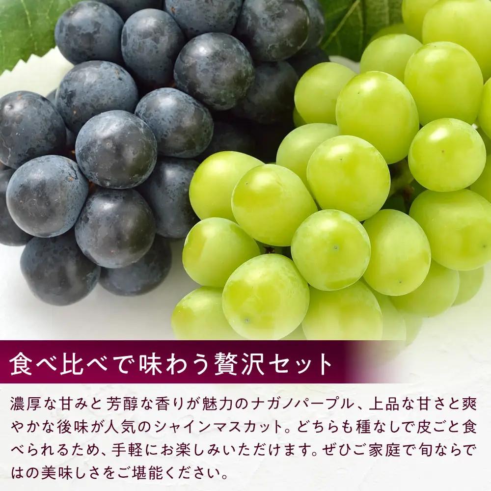 食べ比べ「ナガノパープル&シャインマスカット」約1kg （2～３房）入【2026年9月以降発送予定】(さらしな青果) | ぶどう  シャインマスカット