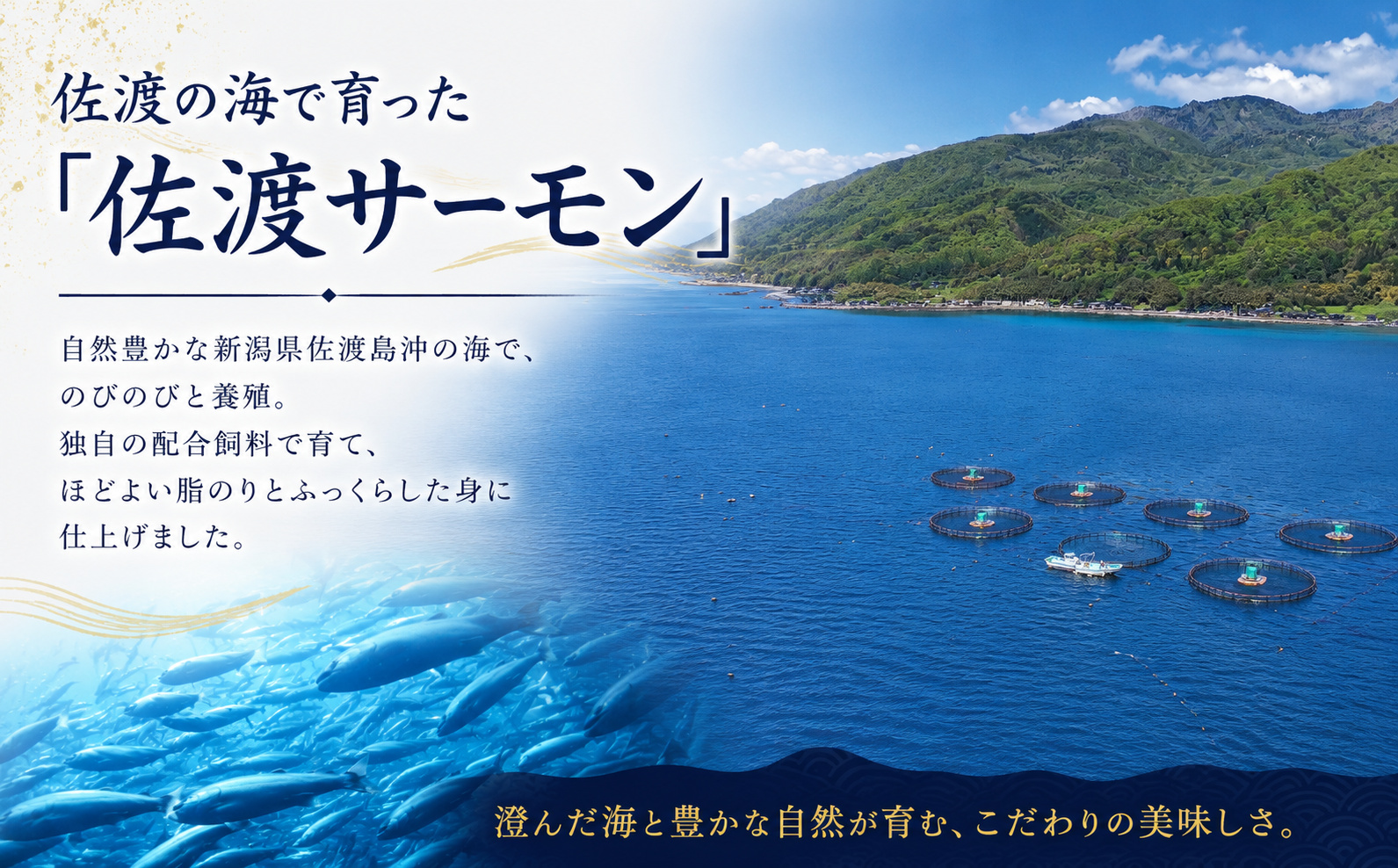 国産銀鮭「佐渡サーモン」塩鮭切身約1.5kg真空包装＜株式会社ニッスイサーモン＞定塩さけ