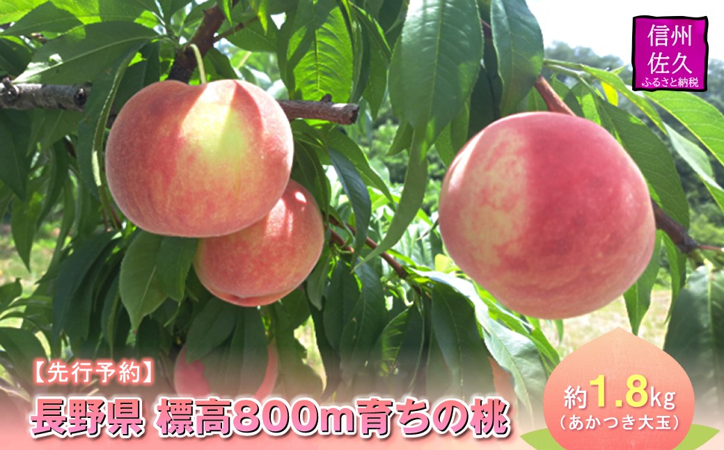 
                  【先行予約】長野県 標高800m育ちの桃 約1.8kg（あかつき大玉）〈2026年8月1日～15日出荷／ 北海道・沖縄・離島は配送不可＞信州 果物 もも　モモ 旬彩 期間限定 【 フルーツ 長野県 佐久市 】
                