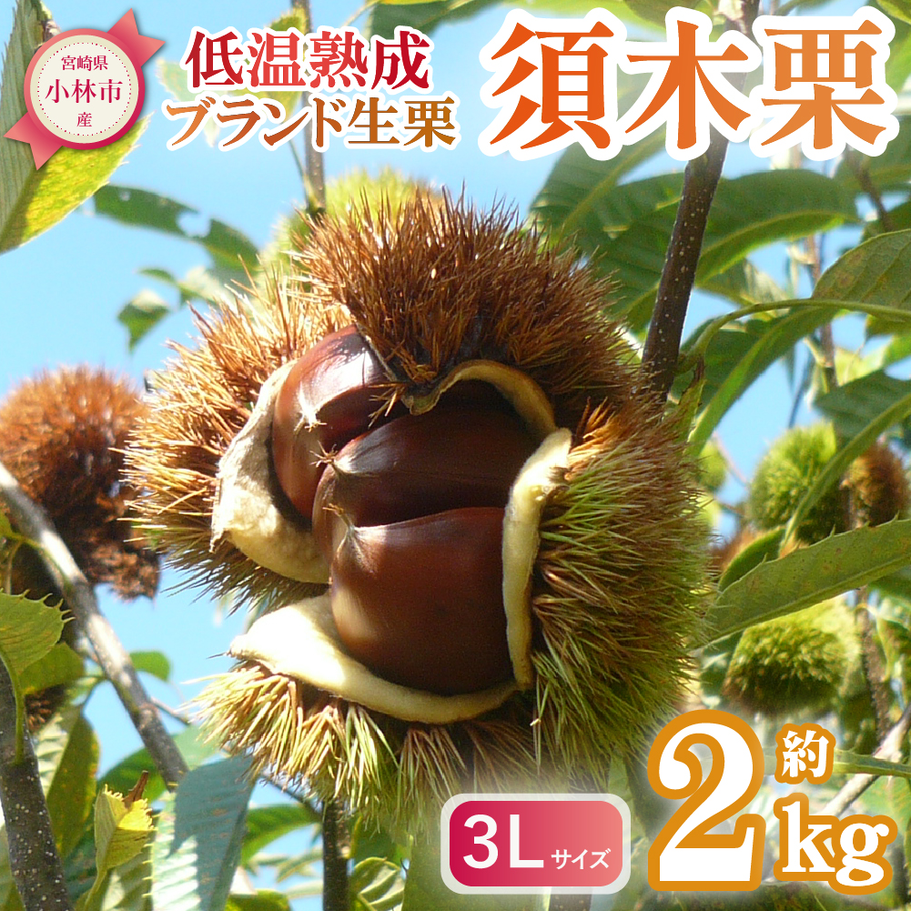 【E215】【低温熟成】ブランド栗「須木栗」3Lサイズ 2kg程度（生栗 マロン 栗 果物 フルーツ 限定 秋 旬）