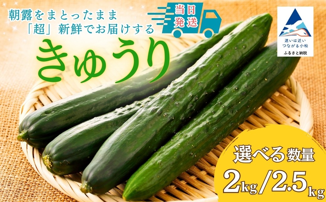 
                  【先行予約】 きゅうり  選べる  2kg (20本以上) / 2.5kg (25本以上) きゅうり 野菜 | 石川県 小松市 JAあぐり
                