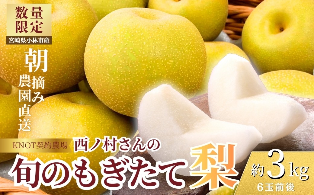 
                  旬のもぎたて梨3kg（フルーツ 梨 贈答用 産地直送 契約農場 おすすめ ふるさと 宮崎)
                
