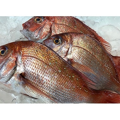竹中水産の「宇和海産−お刺身用天然真鯛」約2キロセット!(大、中、小混1枚〜3枚)【F22−262】【配送不可地域：離島・北海道・沖縄県】【1075514】