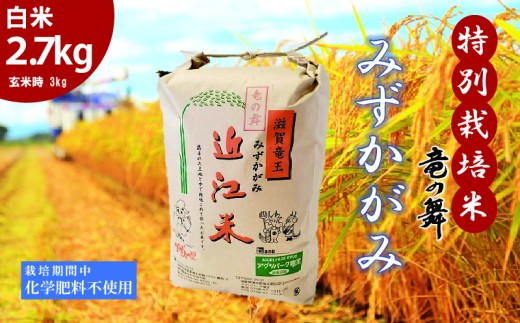 みずかがみ 白米 2.7kg 2025年産 竜の舞 化学肥料不使用 特別栽培米 玄米 時 容量 3kg 国産 安心 安全 近江米 米 お米 白米 お弁当 玄米 産地直送 滋賀県 竜王町 送料無料