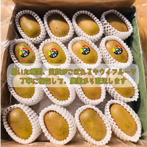 【先行予約】キウイ 黄金甘露 約1.9kg 希少品種 山口県阿武町産【2026年9月中旬～10月中旬発送】