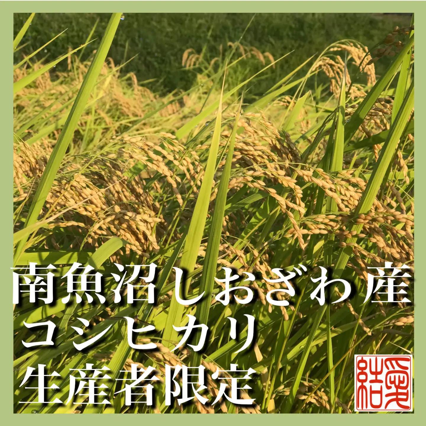 【令和7年】【定期便／20kg×12ヶ月】生産者限定 契約栽培 南魚沼しおざわ産コシヒカリ｜こしひかり