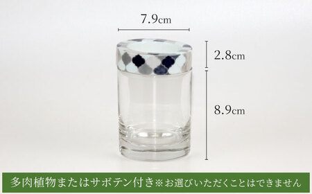 【美濃焼】SaiSui Morocco（Gray）植物付き【大東亜窯業】インテリア 雑貨 観葉植物 多肉植物 サボテン グリーン 水で育てる 省スペース 手軽 簡単 初心者 写真映え かわいい おしゃ
