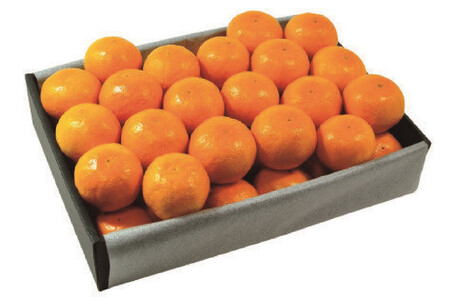 【2026年2月上旬以降順次発送】【定期便 2ヶ月】 西ヶ谷蜜柑農園 旬の柑橘 2種 【寿太郎みかん「恋蜜」・越冬 不知火（化粧箱入り）】 ミカン 柑橘 フルーツ 果実◆ルーツ 果実◆【離島・沖縄配送不可】