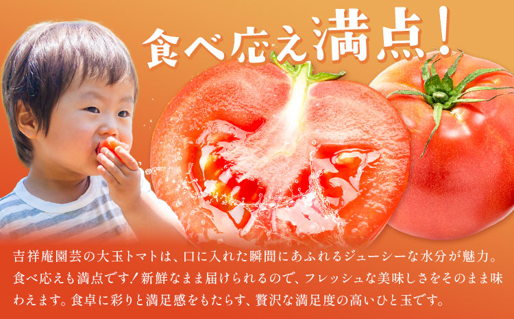 【8回定期便】訳あり トマト 大玉 大玉トマト わけあり 2kg ×8回 吉祥庵園芸《11月上旬-6月上旬頃出荷》鹿児島県 さつま町 送料無料 野菜 トマト お取り寄せ---stm-eng-6-mo8