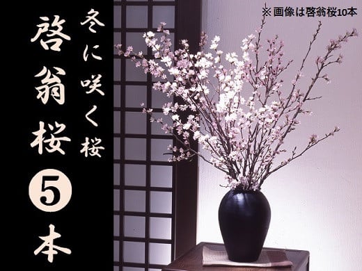 
            食の都庄内　冬に咲く桜「啓翁桜」（5本束）
          