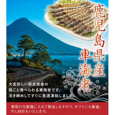 ふるさと納税 南九州市 殻ごと食べられる冷凍車海老　300gパック |  | 02