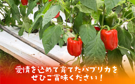 【肉厚ジューシー】五島のパプリカ 約2.7kg 五島市/HPIファーム  [PCP003]  野菜 やさい 国産 新鮮 緑黄色野菜 産地直送 とれたて