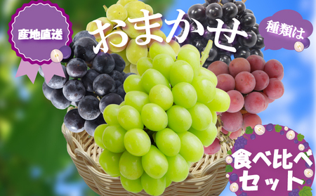 【2026年8月から発送】【先行予約】 2026年発送 旬のぶどう食べ比べお試しセット|ぶどう RYE
