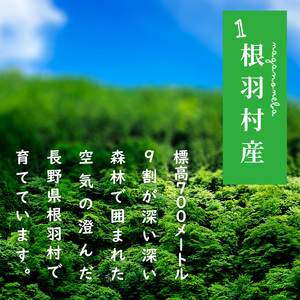 《予約品》令和8年6月～発送★とまとのクラフトビール「 ねばとエール (NEBATO ALE）」3本セット 発泡酒 クラフトビール トマト トマトのお酒 ビール 南信州 長野県 地域限定 完熟トマト 