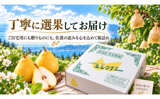 【2026年12月上旬より順次発送】佐渡島産 ル レクチエ 約2kg（5～7個）箱入り・ご家庭用| 新潟県産洋梨 新潟産ルレクチェ 佐渡産ル・レクチェ ルレクチェ ル レクチェ るれくちぇ 洋梨 洋な