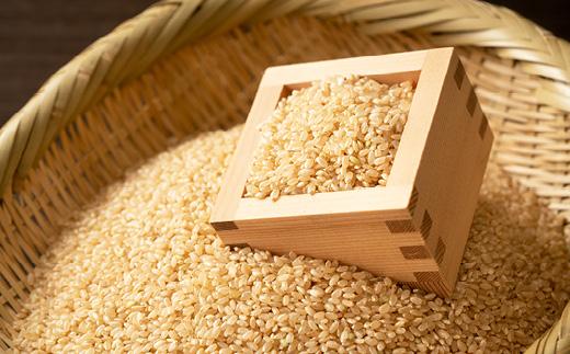 【令和8年度産早期予約】丹波産こしひかり《玄米》3kg×2