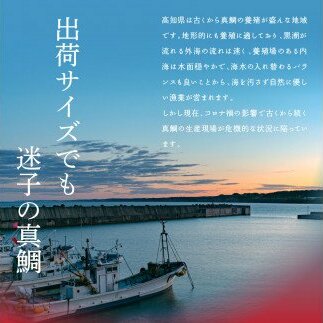 KYF116　緊急支援 海鮮「真鯛の漬け丼の素」1食80g×5P＋「マグロの漬け丼の素」1食80g×5P《迷子の真鯛を食べて応援 養殖生産業者応援プロジェクト》応援 惣菜 冷凍 保存食 小分け 高知 