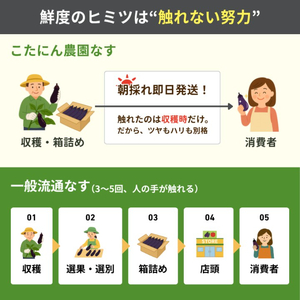 なす 約1㎏ 約10本 3回定期便 高知県安芸市｜ナス AR004