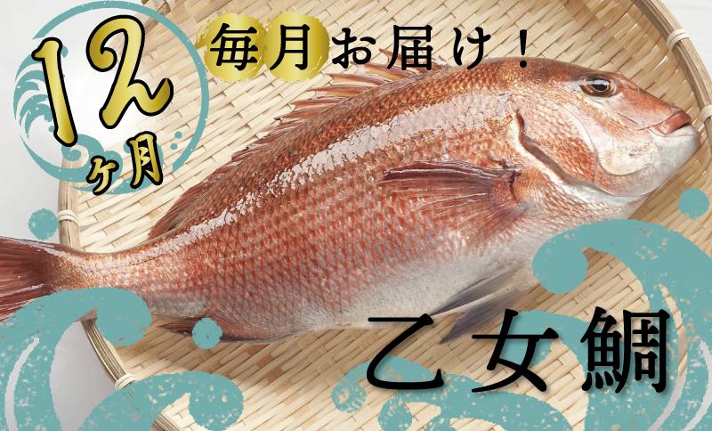 
定期便 魚 12回 タイ 鯛 1匹分 刺身用半身 皮付き半身 頭付き ブランド 乙女鯛 鮮魚 刺身 鯛めし 高知県 須崎市
