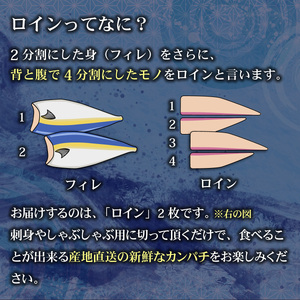 KU501 【期間限定】【先行予約】東京オリンピック供給資格「AEL(養殖エコラベル)」認証取得のカンパチ！活き〆 プレミアムフィッシュ「ｅ－かんぱち」ロイン ２節(カマ、腹骨付き)【マルエイ水産】