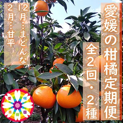ふるさと納税 八幡浜市 【発送月固定定期便】愛咲果樹園「愛媛の柑橘定期便」(12月と2月)全2回【D71-17】