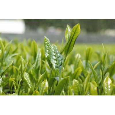 ふるさと納税 御前崎市 マイボトル茶(3袋)と普段飲み緑茶(2袋)セット　計5袋 |  | 02