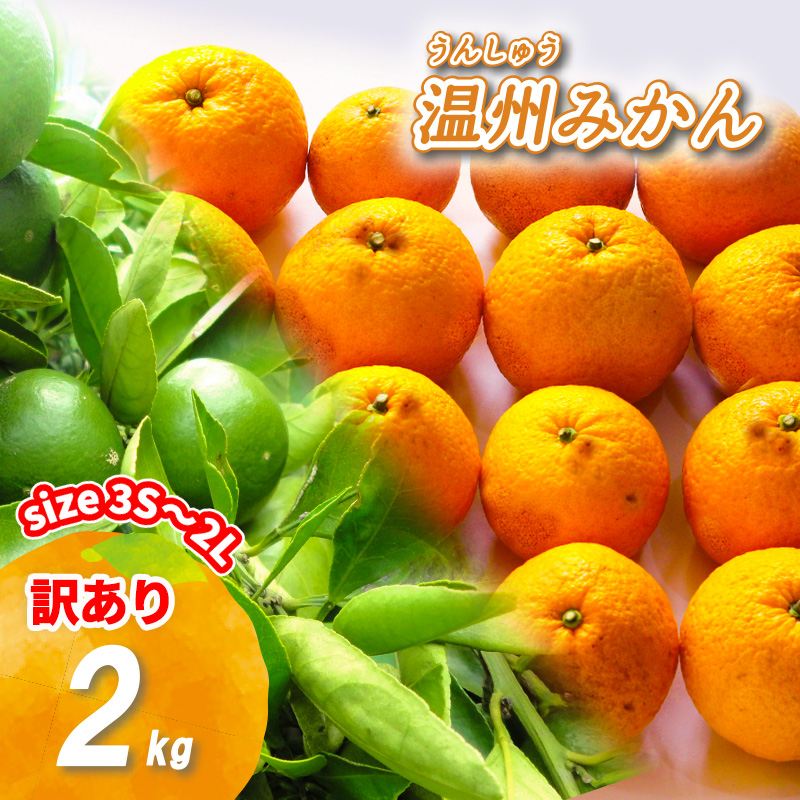 【2025年11月上旬から順次発送】訳あり 温州みかん 2kg 数量選択可 | みかん ミカン 蜜柑 南柑20号 みかん 数量限定 みかん 愛媛県産 みかん 松山市 みかん 中島 みかん 温州みかん みかん 蜜柑 温州みかん ミカン みかん 旬 温州みかん