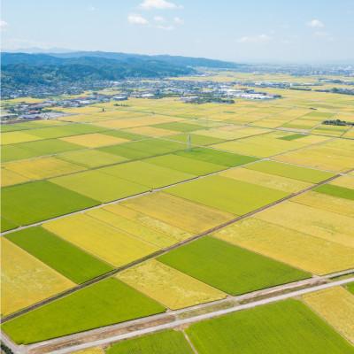 ふるさと納税 加茂市 【発送月固定定期便】新之助 精米4kg　4月上旬より順次発送全6回 |  | 01