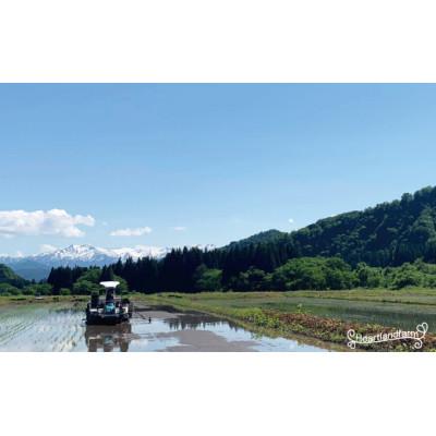 ふるさと納税 小国町 はえぬき・つや姫食べ比べセット 精米 2kg×2袋 令和7年産米 山形県小国町産 |  | 03