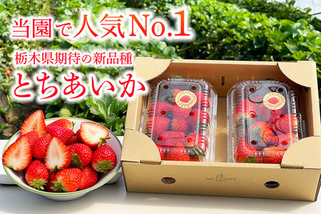 [先行予約] [定期便／3ヶ月] 日光産 とちあいか定期便 (毎月お届け 約1.2kg×3回 計3.6kg) [2026年1月中旬から順次発送]｜とちあいか いちご イチゴ 苺 果物 日光産 栃木県産