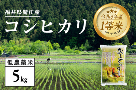 【令和7年産 新米！】【2025年9月下旬以降 順次発送予定】福井県産 おしどり米 内農米コシヒカリ 5kg