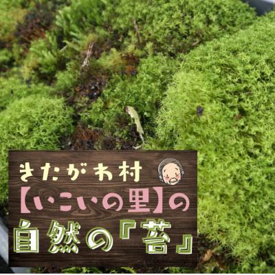 ふるさと納税 北川村 <応援してください>　「いこいの里」の自生苔　34cm×51cmトレー1個分