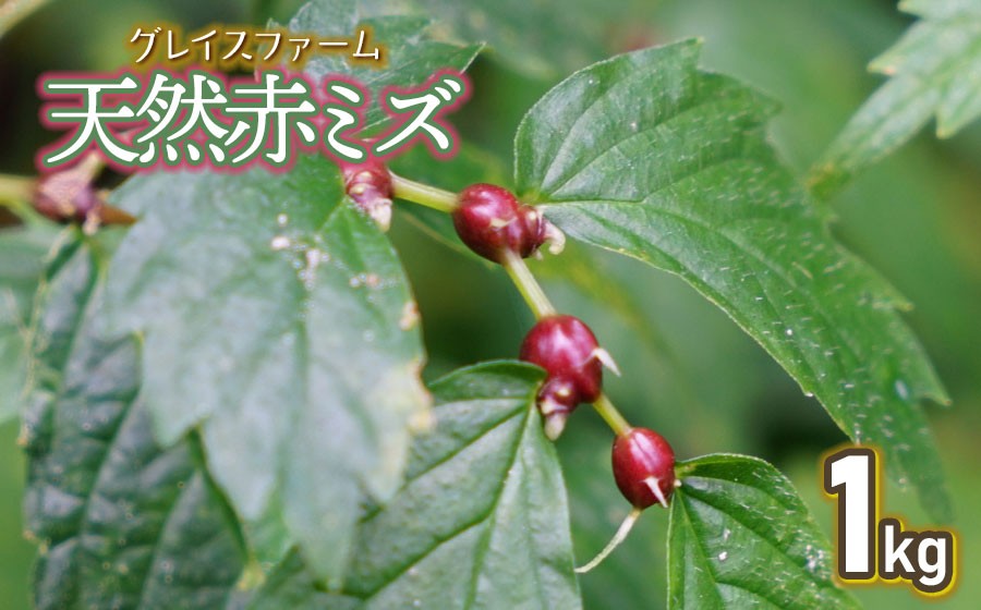 
                  【令和8年産先行予約】山菜　天然赤ミズの実　1kg　グレイスファーム
                