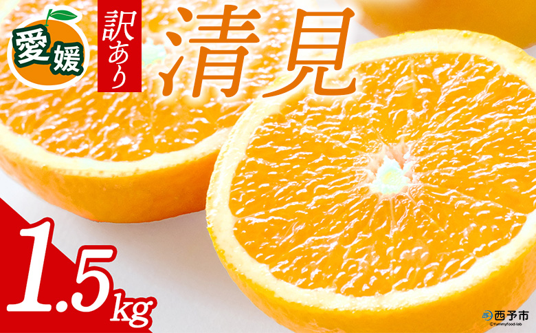 先行予約＜訳あり 愛媛県産 清見 合計約1.5kg＞ 『2026年4月中旬～6月末順次出荷』ミヤモトオレンジガーデン 愛媛県 西予市