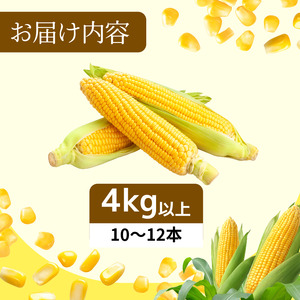 【6月下旬から7月下旬まで発送】とうもろこし ゴールドラッシュ 4kg以上 