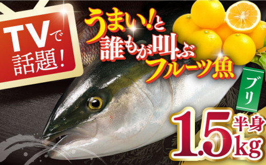 
【一度食べるとやみつきに！誰もがウマいと叫ぶフルーツ魚】ブリ（半身） 平戸なつ香 約1.5kg【坂野水産】 [KAA004]
