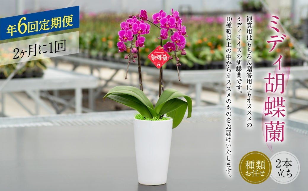 
            【年6回定期便】ミディ胡蝶蘭の定期便  花 お花 植物 蘭 洋蘭 ラン インテリア  アレンジ アレンジメント 鑑賞 観賞用 贈答用
          