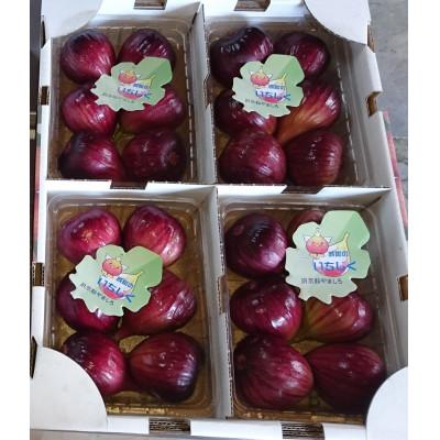 ふるさと納税 城陽市 京都府城陽市のいちじく(ドーフィン) 400g×4パック 栄養が豊富な体に嬉しいフルーツ |  | 01