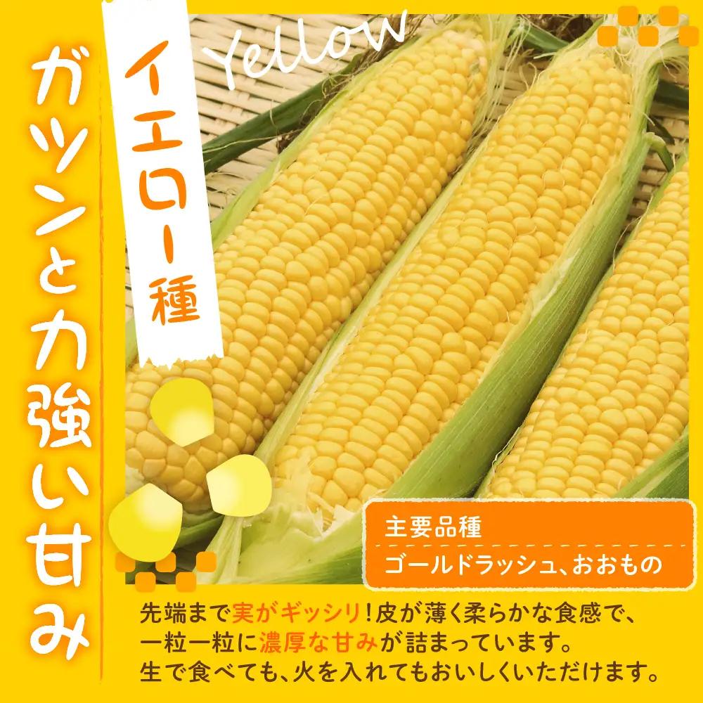 とうもろこし10本 イエロー 北海道 芽室 令和8年産 トウモロコシ