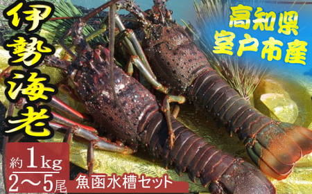 【漁師直送】室戸沖（活）伊勢海老　１ｋｇ（２～５尾）魚函水槽セット_ht010