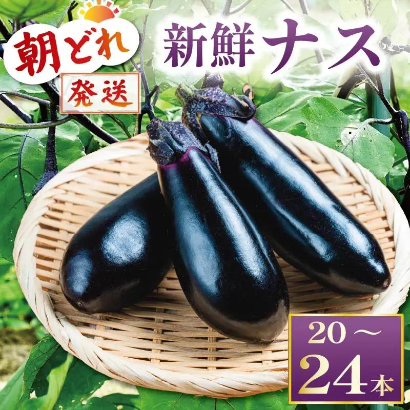 【先行受付】 朝どれナス 約20本  | ナス TR-0006