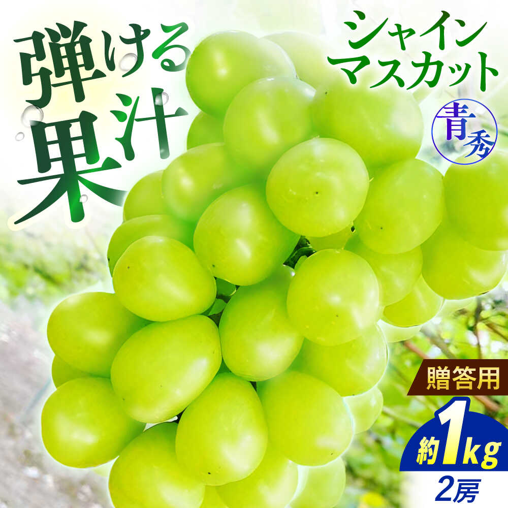 【ふるさと納税】ぶどう【2026年先行予約】＜9月中旬から順次発送＞ シャインマスカット 1kg（2房 青秀） 露地栽培 シャインマスカット ぶどう 葡萄 ブドウ おすすめ 人気 11000円 広島産 三次 三次市/西田ぶどう園[APCM002]