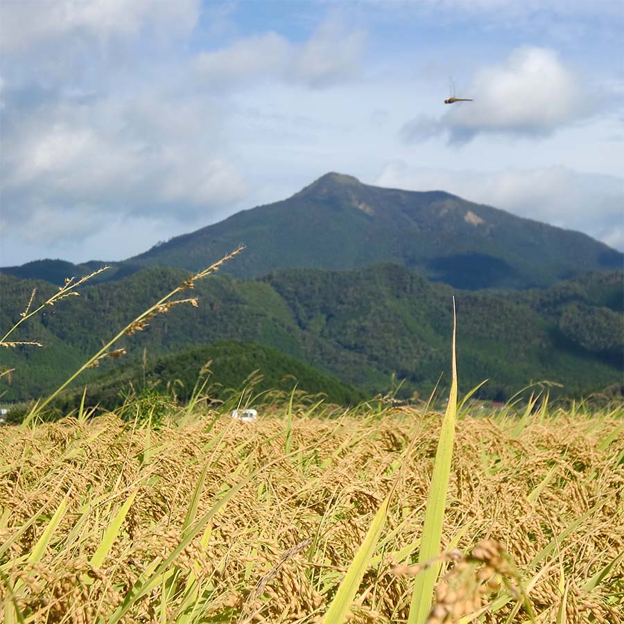 維新の一粒（特別栽培米阿東産コシヒカリ）精米2kg×2