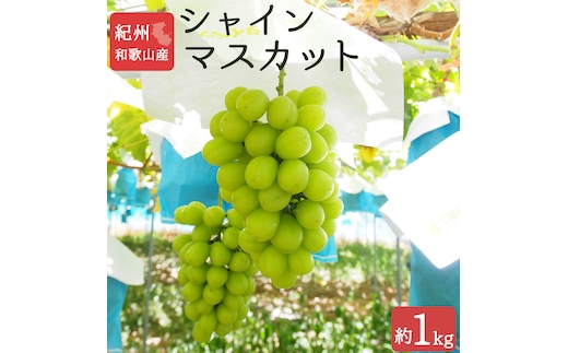 
										
										紀州和歌山産 シャインマスカット 約1kg ※2025年8月下旬～9月上旬頃に順次発送 ※日付指定不可 ぶどう ブドウ 葡萄 マスカット 果物 くだもの フルーツ 人気【uot782】
									