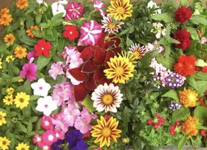 【ふるなびWEEK対象】夏の花壇苗40個詰め合わせ　４月～６月発送　FN-Limited-WE