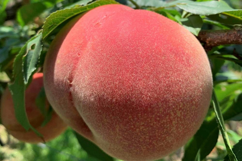 【2024年8月中旬以降より発送】旬の桃おまかせ2kg・6～8玉（自家製有機肥料・減農薬・化学肥料無使用）