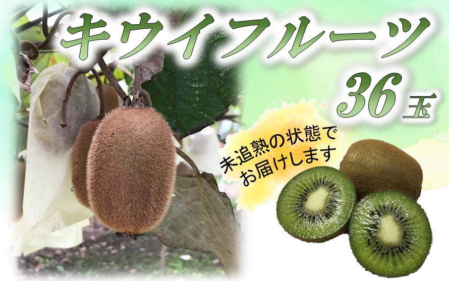 未追熟 キウイフルーツ 36玉（約3.6kg）_2302R