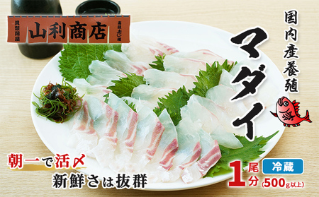 マダイ 千葉市場直送 活〆 皮付・スキンレスロイン マダイ【1尾分】【冷蔵】