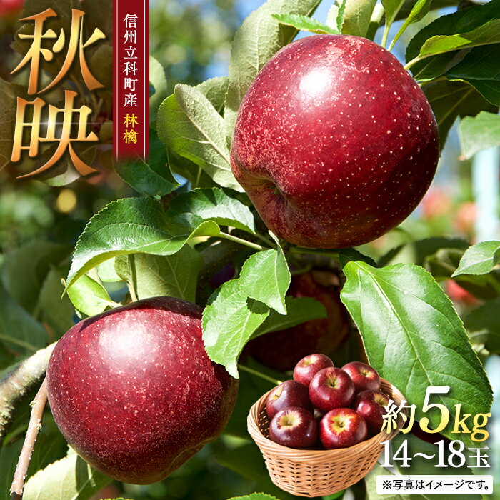 【ふるさと納税】 秋映（約5kg、優14～18玉）| 果物 フルーツ りんご 秋映 信州 立科町
