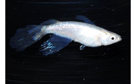 メダカ「松井ヒレ長　緑光」4匹セット